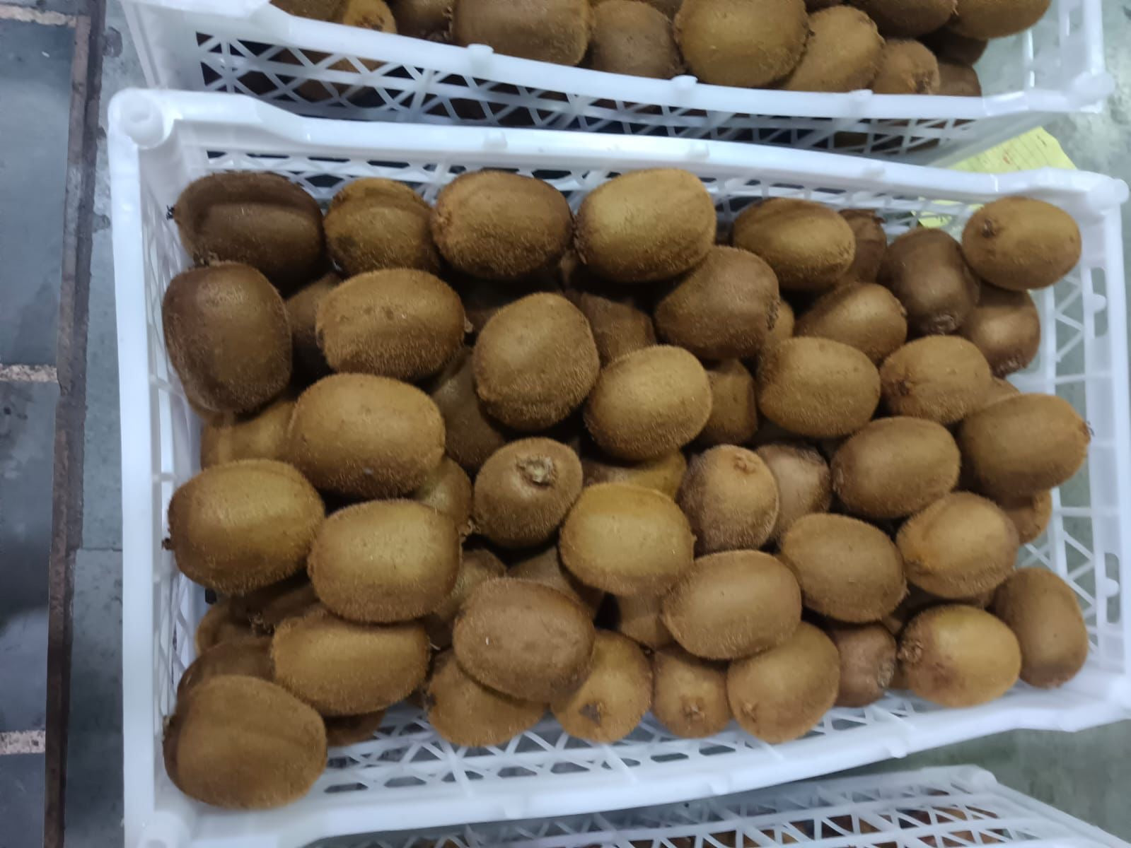 Imported Fresh Kiwi 10 KG