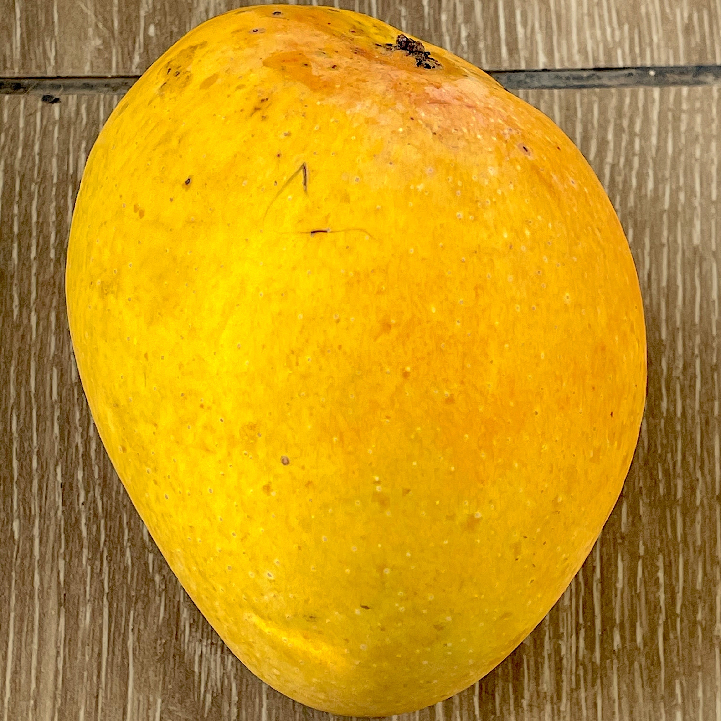 Devgad Alphonso Mangoes - Jumbo (350 - 400 Grams) - PREORDER ONLY