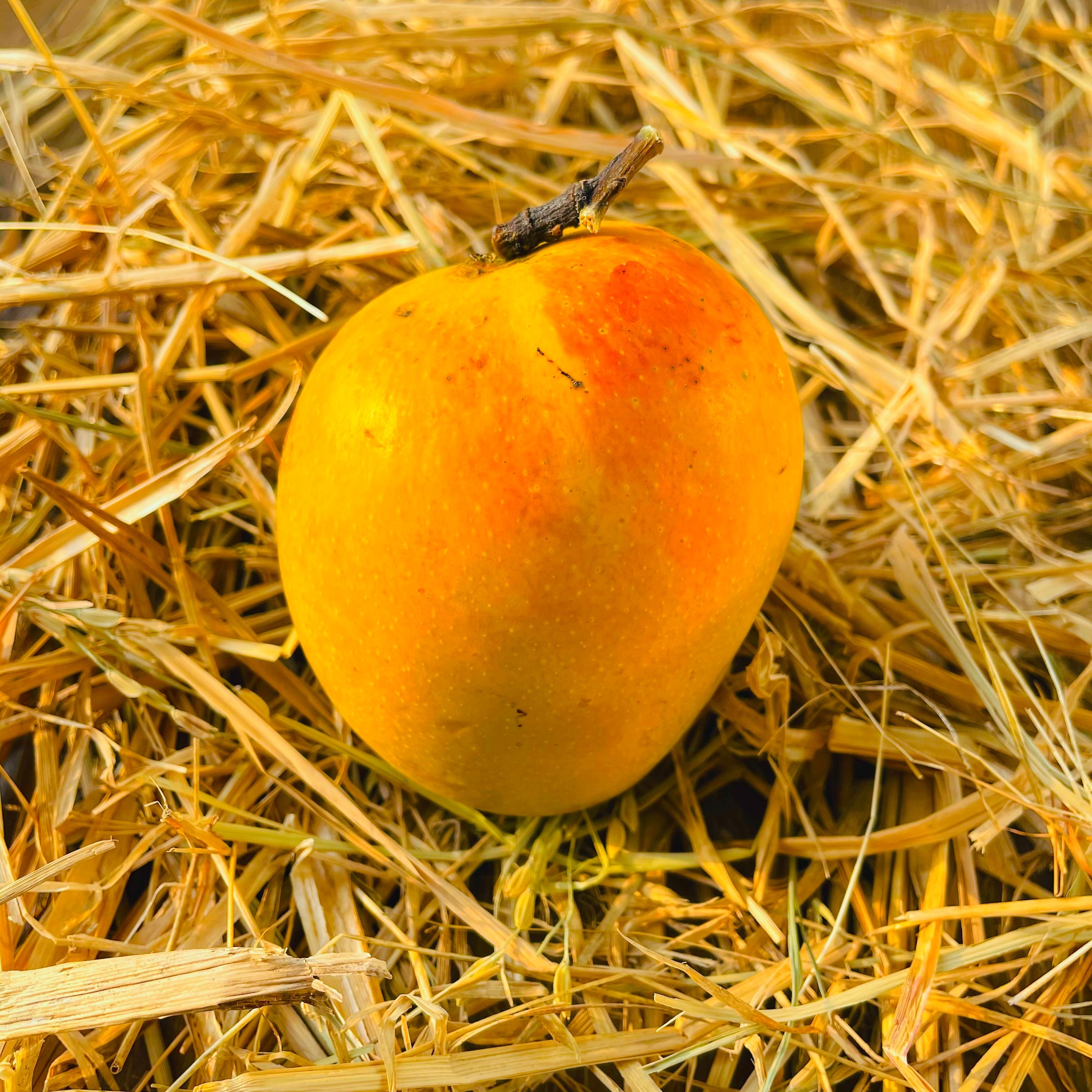 Premium Alphonso Mangoes - Triple AAA Export Quality (300 - 350 Grams)