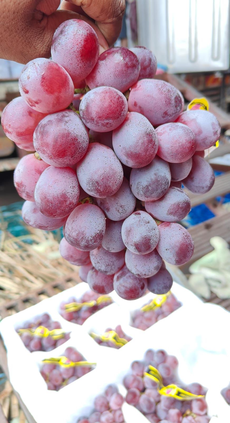 RED GRAPES
